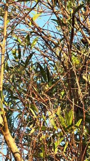 Silver Eye Bird Singing in the Morning | Relaxing Australian Birds Sounds | Birdwatching Videos