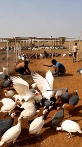 81K views · 2.2K reactions | Attractive guinea fowl farming under good effective management  #fblifestylelife #everyoneactivefollowersシfypシ゚viralシalシ #everyoneactive #chicken #cattle #fblifestyle #poultry #fblifstyle #C | Nasara Gaya Sahanunu | Facebook