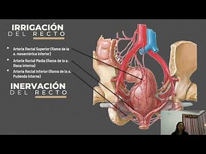 Relaciones del recto , irrigación e inervación, Conducto Anal, Estructura