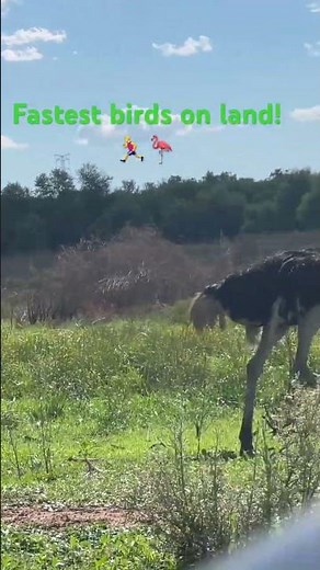 Ostriches Running at Full Speed 💨🦩” ✅ BEST #Ostrich#OstrichesRunning#FastestBird#wildlifeshorts