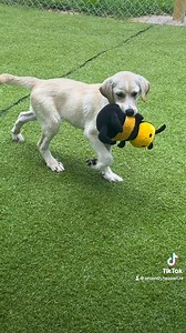 190 reactions · 48 shares | Our 4 stowe away puppies are ready for...