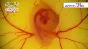 28K views · 215 reactions | CHICKS CAN STILL HATCH FROM EGGS.....These Japanese School kids took several supermarket eggs and removed the shells, put them in an incubator and managed to hatch some chicks. Remember that some eggs are still viable and can still be grown in the right conditions. | Animal Watch | Facebook