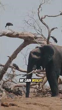 Top 10 Most Unbelievable Animal Handshakes Caught on Camera!