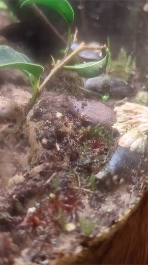 Snail Bob is a platformer where you guide the snail through each level! Play the game on Kongregate 😁🐌 kongregate.com/games/Alex_SpilGames/snail-bob #snailbob #snailbob🐌 #platformer #platformergame #gamingontiktok #livestream #funnyvideos #funnymemes #funnygamermoments #snail #terrarium #terrariummaking #snailtok