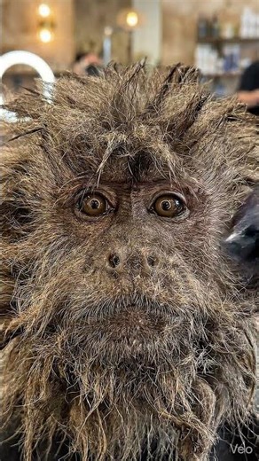 Monkey Gets Crazy Mullet Haircut Transformation 🐒✂️ Satisfying Grooming ASMR Viral Shorts #monkey #f
