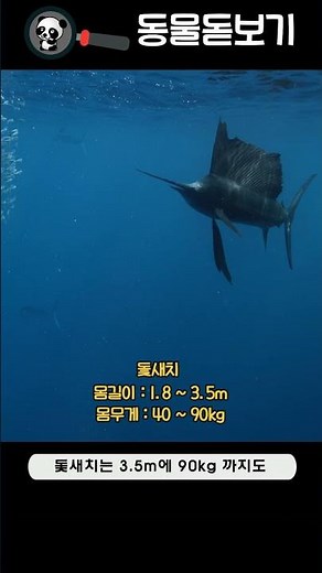 어류 - 7 돛새치 (sailfish)