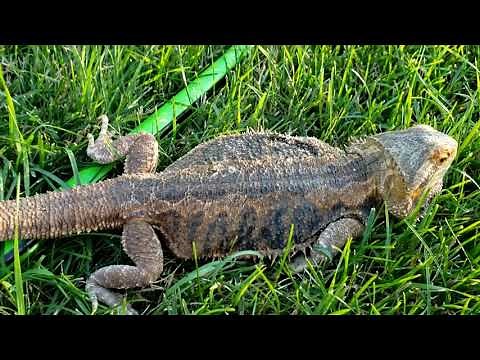 Neglected Dying Bearded Dragon RESCUE Day 12 | FIRST TIME OUTSIDE AND WALKING AROUND!