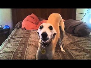 Happy Barkday - Our whippets barking the Happy Birthday Song