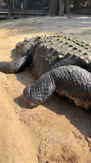 Chuckey | Reptile Keeper on Instagram: "What do you think happened to this alligator’s foot? 👀 @wildfloridairboats #reptile #alligator #gator #florida #conservation"