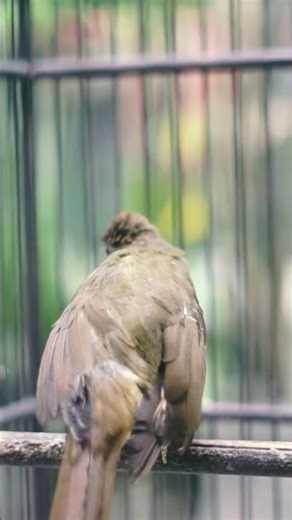 Unique High-Tone Bird Call: Relaxing Nature Sound