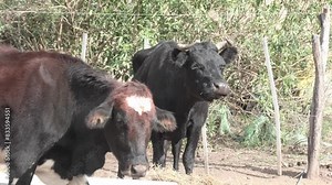 Cows and calf in rural farm pen. Cow with her little son. Argentinian cows. Cattle. Cow ruminating.