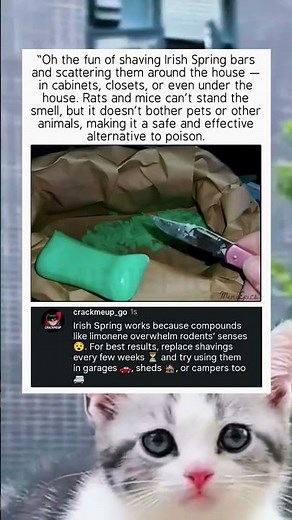 Irish Spring Soap: Rodent Repellent Hack! 🧼🚫🐭 #lifehacks #shorts