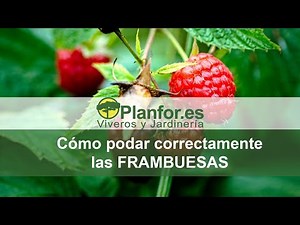 Como podar frambuesas correctamente ?