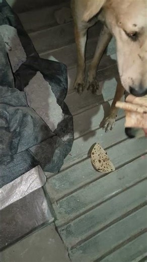 cute dog #cute #dog#doglover #puppy #labrador #shortvideo ##cute teddy bear pic