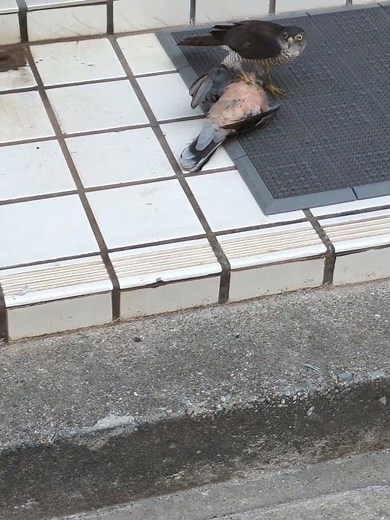【苦手な人は注意】那覇で目撃、弱肉強食の一瞬 ツミがキジバトを捕食