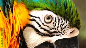 4K The eye blue and gold macaw