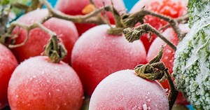 Comment congeler des tomates ?