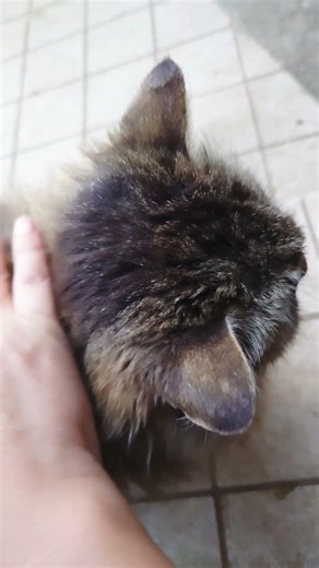【通い猫】他の野良猫さん来たね‼️ビックリしたね大きくて‼️ノラちゃん気をつけてね❤️😺❤️ #cat #猫のいる暮らし