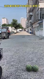 Used mobile phones; used mobile phone recycling | Sarah Funny