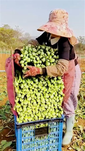 Farmers harvest fresh green mustard greens in their gardens #shorts