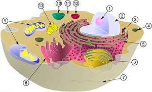 Définition | Lysosome : qu'est-ce que c'est ? | Futura santé