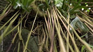Racking focus on jungle vines roots hanging off a cliff during the day with sunlight on them