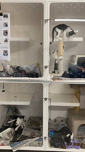 IT'S ALL GO HERE, AT THE MASTERTON CENTRE! Kittens, Kittens everywhere! This gorgeous litter of five love re-arranging their room, and playing chase. We are open every day from 10-4pm, no appointment needed, just come on in :) masterton.info@spca.nz, (06) 3771912 ext 8629, https://www.spca.nz/adopt/animal/561453/cat-kittens-available-for-adoption-masterton-masterton | SPCA Wellington/Wairarapa