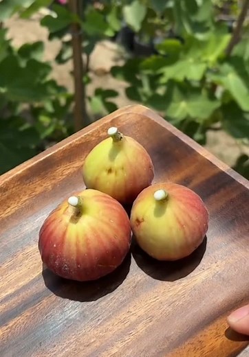 Fig Harvest at Northeast Farm