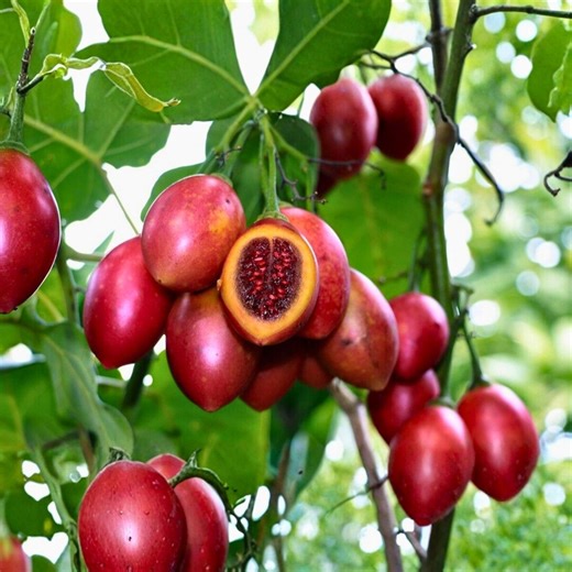 Red Tamarillo Seeds • Tree Tomato, Tropical Fruit Plant (20 Seeds for Growing) - Etsy