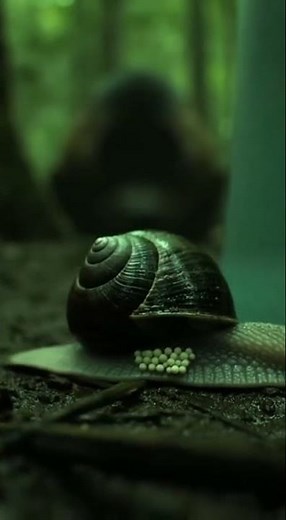 Rare Footage: Garden Snail Reproduction Up Close! #SnailLife #MacroNature #AnimalReproduction