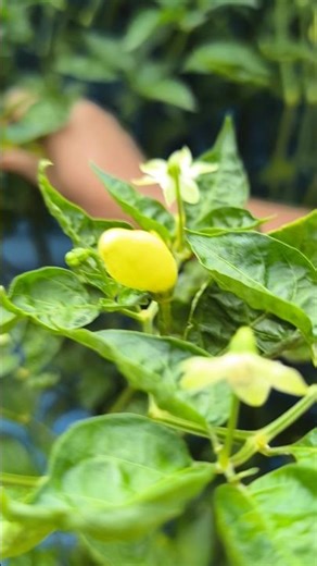 chilli harvesting time #harvesting #farming #ihavethisthingwithplants