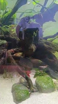 Peruvian anglefish have been added to planted aquariums. #aquarium #ornamentalfish #angelfish