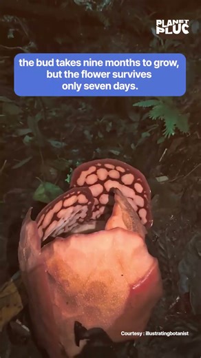 The World’s Rarest Flower Just Bloomed After 13 Years