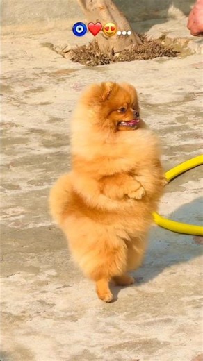 Dog funny dance 🐶#viral #shorts #phonkmusic