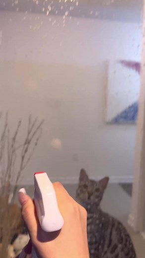 I think my cat has 8 lives left 😹 #viralreels #viralshorts #cats | Ginger and Pepper