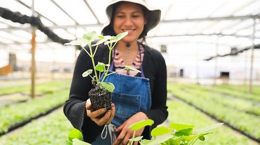 World Tree: Eco-timber that offsets your carbon footprint