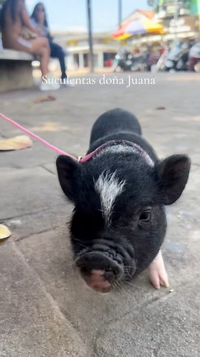 🐷 Información básica sobre el cerdo mini pig:Nombre correcto: Mini pig o cerdo miniaturaOtros nombres comunes: Mini pig, cerdito vietnamita, cerdo enano, teacup pig (aunque este último es polémico, como te explico abajo)⸻🧬 Características: • Tamaño adulto: Entre 35 y 60 cm de altura y pueden llegar a pesar entre 30 y 70 kg (aunque algunos superan eso). • Esperanza de vida: 12 a 18 años. • Inteligencia: Son muy inteligentes, comparables con los perros. Pueden ser entrenados con refuerzos positi