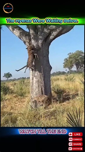 The Secret Behind a Leopard's Amazing Tree-Climbing Skills