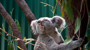 Researchers’ rapid koala chlamydia test rolled out