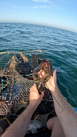 My lobster pots have been producing well this season #lobster #lobsterfishing #interesting #lobsterroll | Fish RI