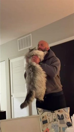 Another episode of my cat Cloud greeting cat dad 💙 #cat #catparents #pets #kitten #cute