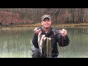 Catching a Limit of Trout in Arkansas on the Little Missouri River.
