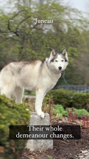 We hate recording this. We hate witnessing it. We don’t even like sharing it with you. It’s so hard on all of our hearts. But how can we address pain and stress if we don’t see it? We want all of our dogs out of the shelter but we really, really need these ones in a home. It’s urgent. They are different creatures out of the kennel. Calm. A clear signal from their nervous systems that it is indeed the kennel environment that is triggering. Can you help us? Come and take one of these dogs home. Pl