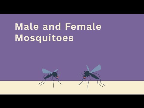Male and Female Mosquitoes - Zika