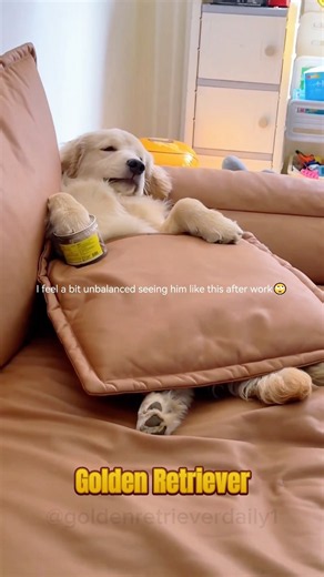 The daily life of Golden Retriever ☀️🐶