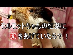 I gave my guinea pig some eye drops and oral medication.