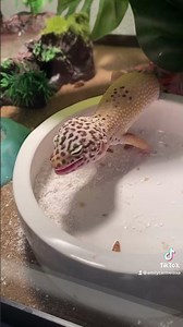 Leopard gecko hunting