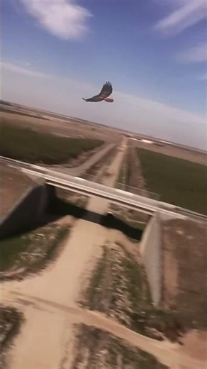 Saw some Red Tailed hawks while I was flying my Flywoo nano 18. #nature #hawk #fpv