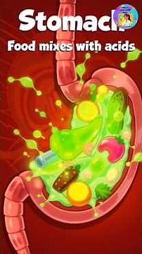 How Digestion Works in Humans | 3D Cartoon Animation #sciencefacts #kidslearning #digestivesystem