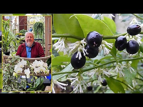 ARBUSTE PERSISTANT DONT LES FLEURS EMBAUMENT EN HIVER : LE SARCOCOCCA. Le Quotidien du Jardin N°480
